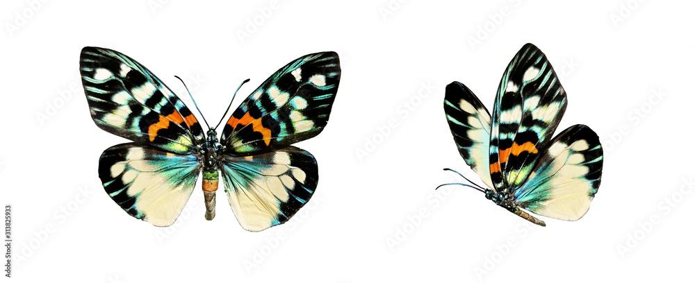 Set two beautiful colorful bright multicolored tropical butterflies with wings spread and in flight isolated on white background, close-up macro.