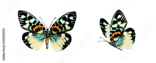 Set two beautiful colorful bright  multicolored tropical butterflies with wings spread and in flight isolated on white background, close-up macro. photo