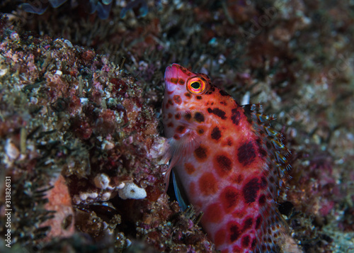 Spotted hawkfish  Cirrhitichthys oxycephalus   side view of a brightly colored fish with dark spots sitting on the reef.