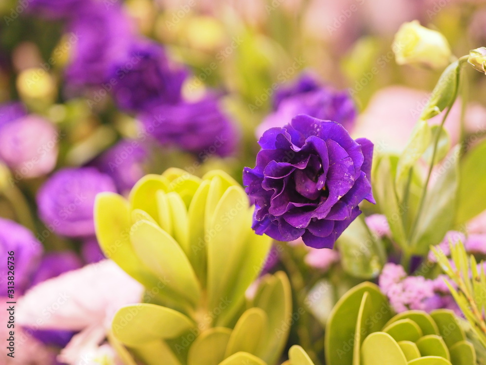 Fototapeta premium violet rose flower arrangement Beautiful bouquet on blurred of nature background symbol love Valentine Day beautiful in nature
