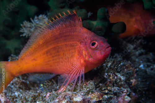 Swallowtail hawkfish (Cyprinocirrhites polyactis) bright colored fish sitting on the reef.