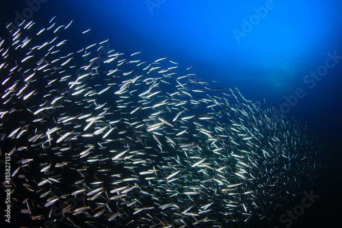 Sardines and tuna fish 