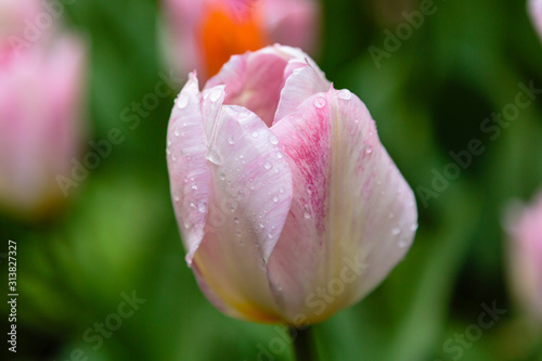 Beautiful pink tulips in the garden, sort Flaming Purissimi. Bulbous plants in the garden.