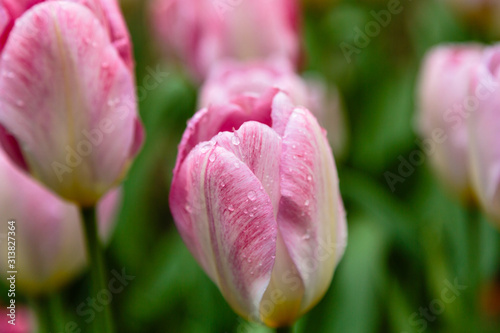 Beautiful pink tulips in the garden  sort Flaming Purissimi. Bulbous plants in the garden.