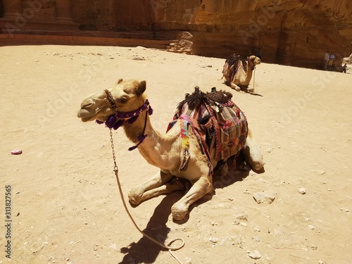 Petra Town, Jordan July 3th 2019 - beautiful camel  photo