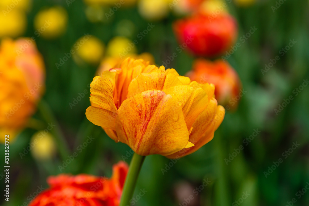 Beautiful orange tulips in the garden, sort Sun Lover. Bulbous plants in the garden.