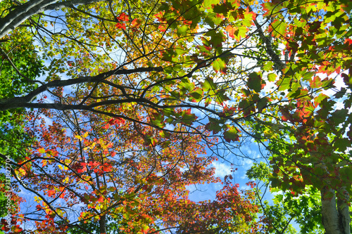 Buntes Blätterdach im Indian Summer mit Blick in den Himmel / Indian summer view to the sky