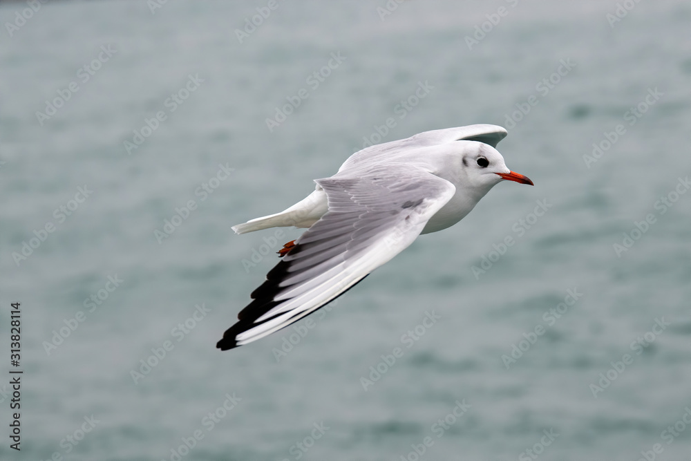 Black headed Gull (Larus ridibundus) in flight close up Black headed Gull (Larus ridibundus) in flight close up