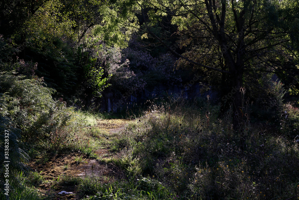 Vegetation in a park in the suburbs Vegetation in a park in the suburbs