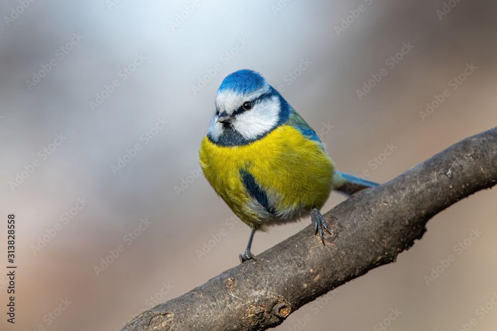 Blue tit (Cyanistes caeruleus or Parus caeruleus) Wildlife photo Blue tit (Cyanistes caeruleus or Parus caeruleus) Wildlife photo