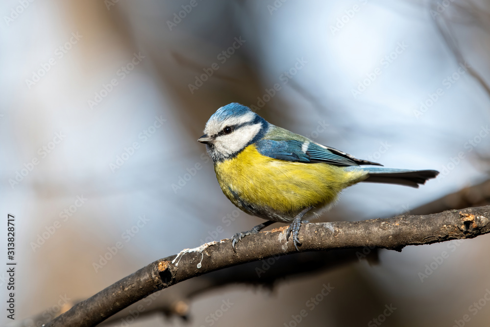 Obraz premium Blue tit (Cyanistes caeruleus or Parus caeruleus) Wildlife photo