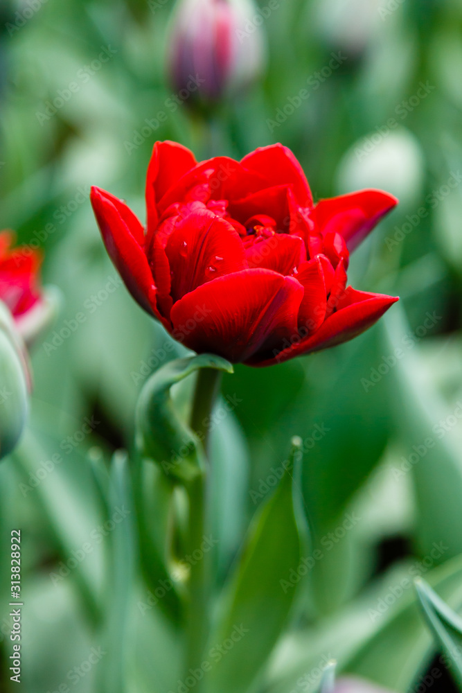 Beautiful red tulips in the garden, sort Red Princess. Bulbous plants in the garden.