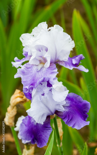 Bearded iris flower with stand petals and falls petals/ Iris Flowers (Family Iridaceae)  photo