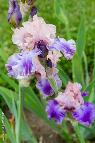 Bearded iris flower with stand petals and falls petals/ Iris Flowers (Family Iridaceae)  photo