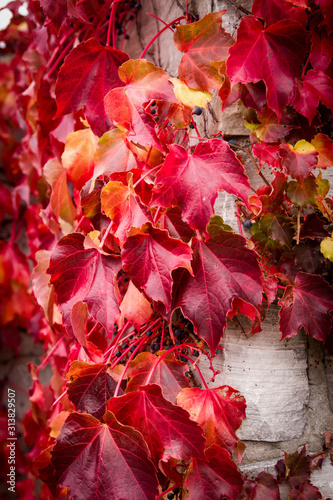 Virginia creeper vine (Parthenocissus quinquefolia) with dark-blue berries and crimson leaves in autumn. It is a five-leaved ivy or five-finger and is a species of flowering plant in the grape family