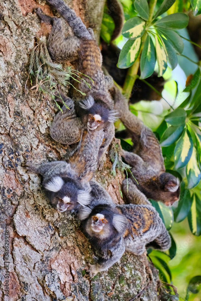 Group of white-tufted-ear Marmosets (small monkeys) on tree brach in the rainforest, in São Paulo