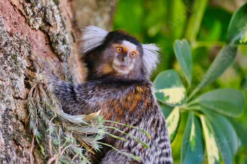 Common white-tufted-ear Marmosets (small monkeys) on tree brach in the rainforest, in São Paulo photo