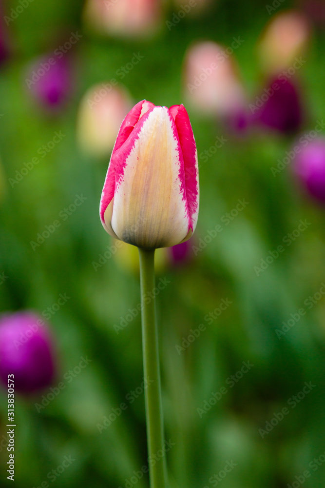 Beautiful tulips in the garden, sort Del Piero. Bulbous plants in the garden.tulip_del_piero Beautiful tulips in the garden, sort Del Piero. Bulbous plants in the garden.tulip_del_piero
