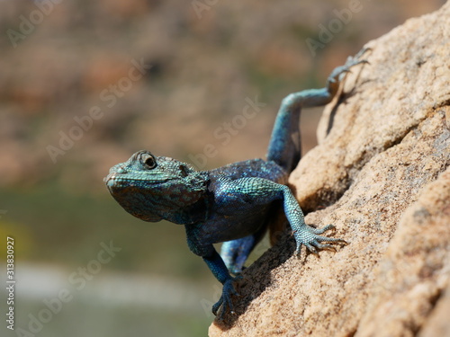 Blaue Steinagame in Südafrika