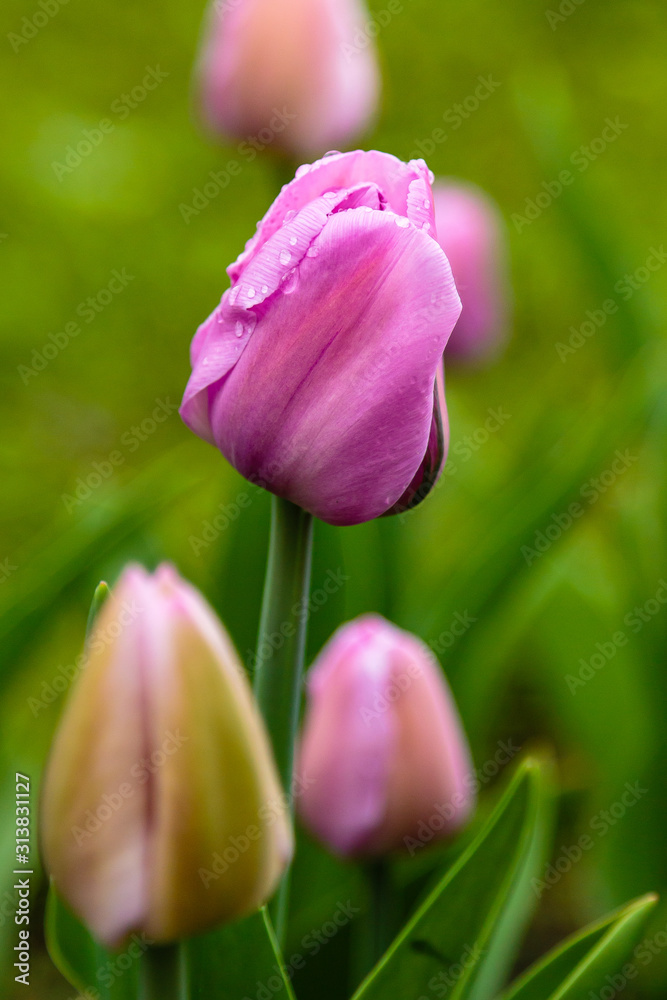 Pink tulips in the garden, sort Allibi. Bulbous plants in the garden. Pink tulips in the garden, sort Allibi. Bulbous plants in the garden.