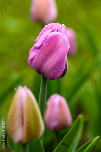Pink tulips in the garden, sort Allibi. Bulbous plants in the garden.