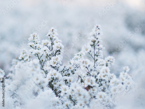 white Magaret flower garden and sweet background fram © maewshooter