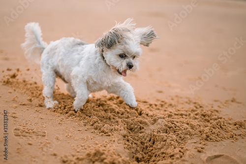 A little cute white dog playing with sand on the beach © Natalie