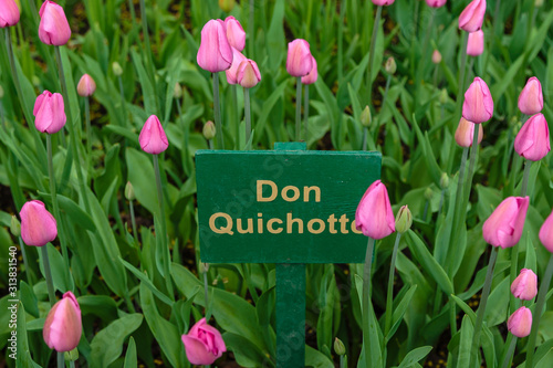 Pink tulips in the garden, sort Don Quichotte. Bulbous plants in the garden. photo