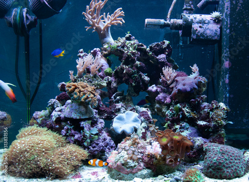 Aquarium 2 (ID: 313831556)