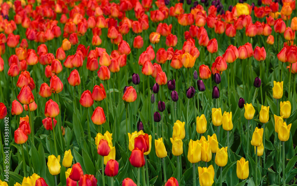 Beautiful orange tulips in the garden, sort Lighting Sun. Bulbous plants in the garden. Beautiful orange tulips in the garden, sort Lighting Sun. Bulbous plants in the garden.