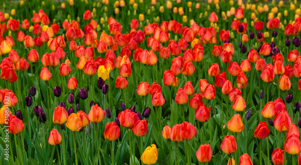 Beautiful orange tulips in the garden, sort Lighting Sun. Bulbous plants in the garden.