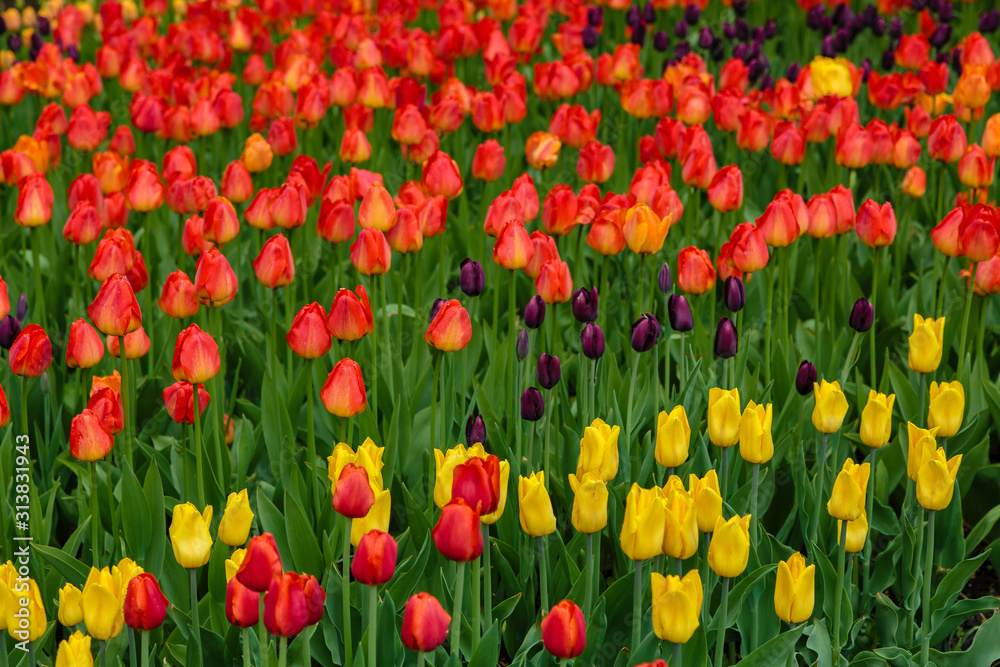 Beautiful orange tulips in the garden, sort Lighting Sun. Bulbous plants in the garden. Beautiful orange tulips in the garden, sort Lighting Sun. Bulbous plants in the garden.