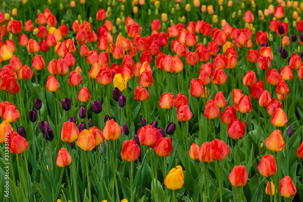 Pink tulips in the garden, sort Sweetheart. Bulbous plants in the garden.