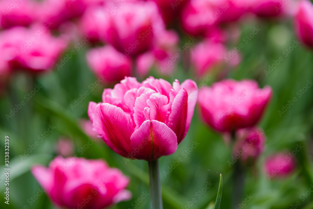 Beautiful purple tulips in the garden, sort Britt. Bulbous plants in the garden. Beautiful purple tulips in the garden, sort Britt. Bulbous plants in the garden.
