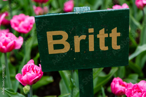 Beautiful purple tulips in the garden, sort Britt. Bulbous plants in the garden. photo