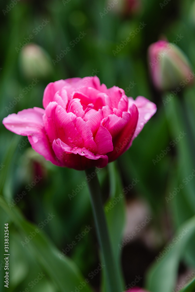 Beautiful purple tulips in the garden, sort Britt. Bulbous plants in the garden. Beautiful purple tulips in the garden, sort Britt. Bulbous plants in the garden.