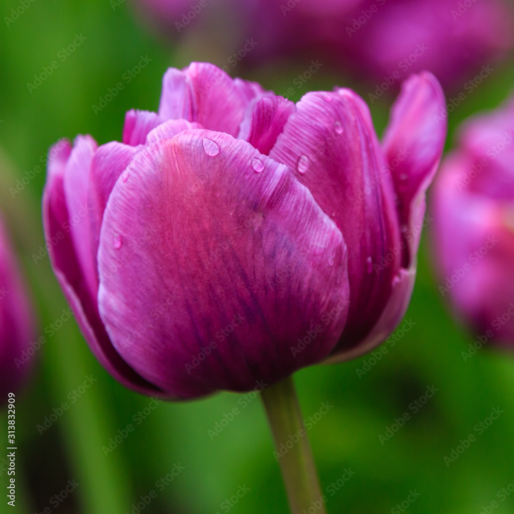 Fototapeta premium Beautiful purple tulips in the garden, sort Blue Diamond. Bulbous plants in the garden.