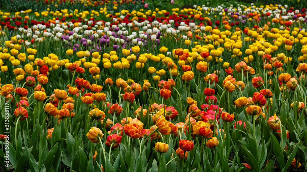Beautiful tulips in the garden. Bulbous plants in the garden. Beautiful tulips in the garden. Bulbous plants in the garden.