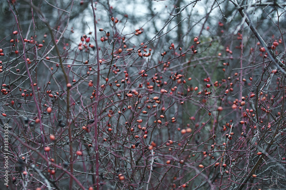 rosehip bush without leaves in the cold rosehip bush without leaves in the cold