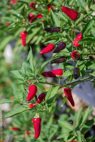 Colorful Chili paper and ripe on tree.Capsicum Frutescens tree.(Tabasco pepper)