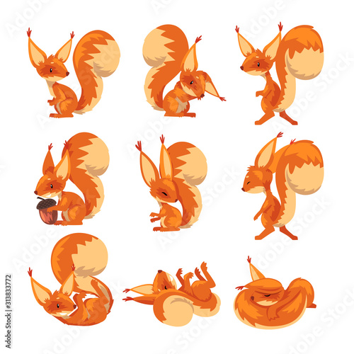 Cute Squirrel Collection, Funny Little Rodent Animal Cartoon Character in Various Poses Vector illustration