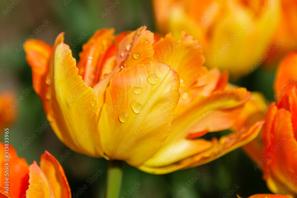 Orange flower of tulip sort Orca. Hybrids of tulips - a beautiful spring bulbs. Growing bulbous flowers in the garden.