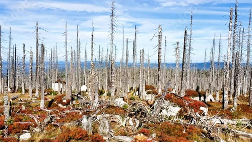 dead forest after forest fires  photo