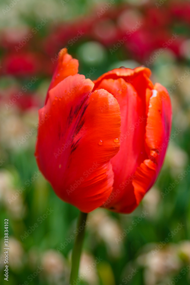 Red flower of tulip sort Parrot (Rococo). Hybrids of tulips - a beautiful spring bulbs. Growing bulbous flowers in the garden.