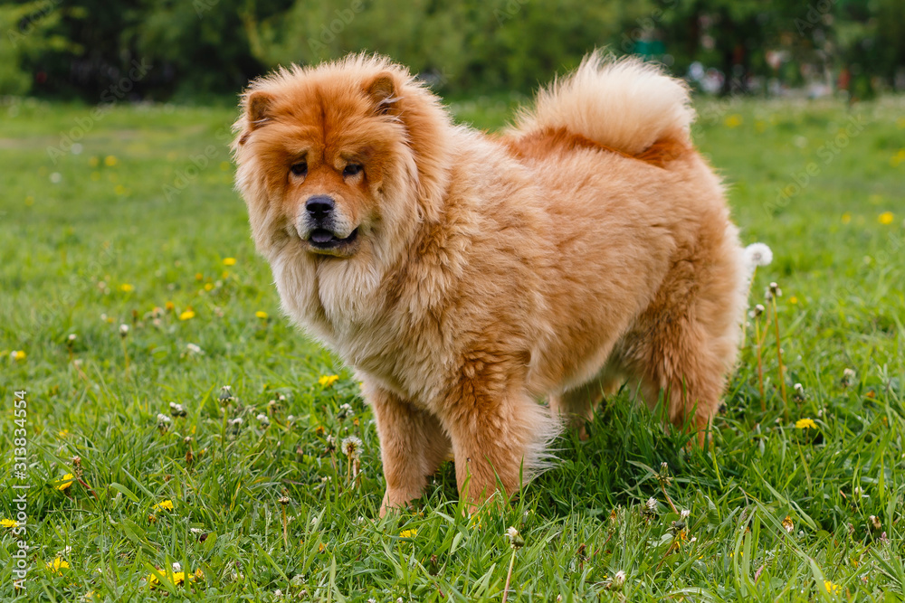 Dog Chow Chow for a walk. Portrait of Chow Chow on natural green background.