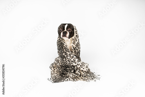 Obraz na plátně Dog (boston terrier) like yoda