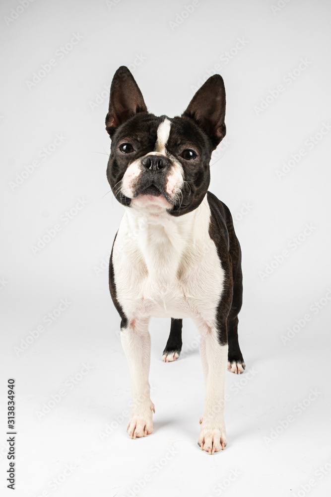Dog boston terrier standing