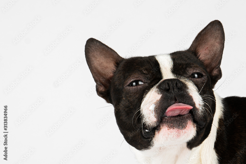 Boston terrier dog licking