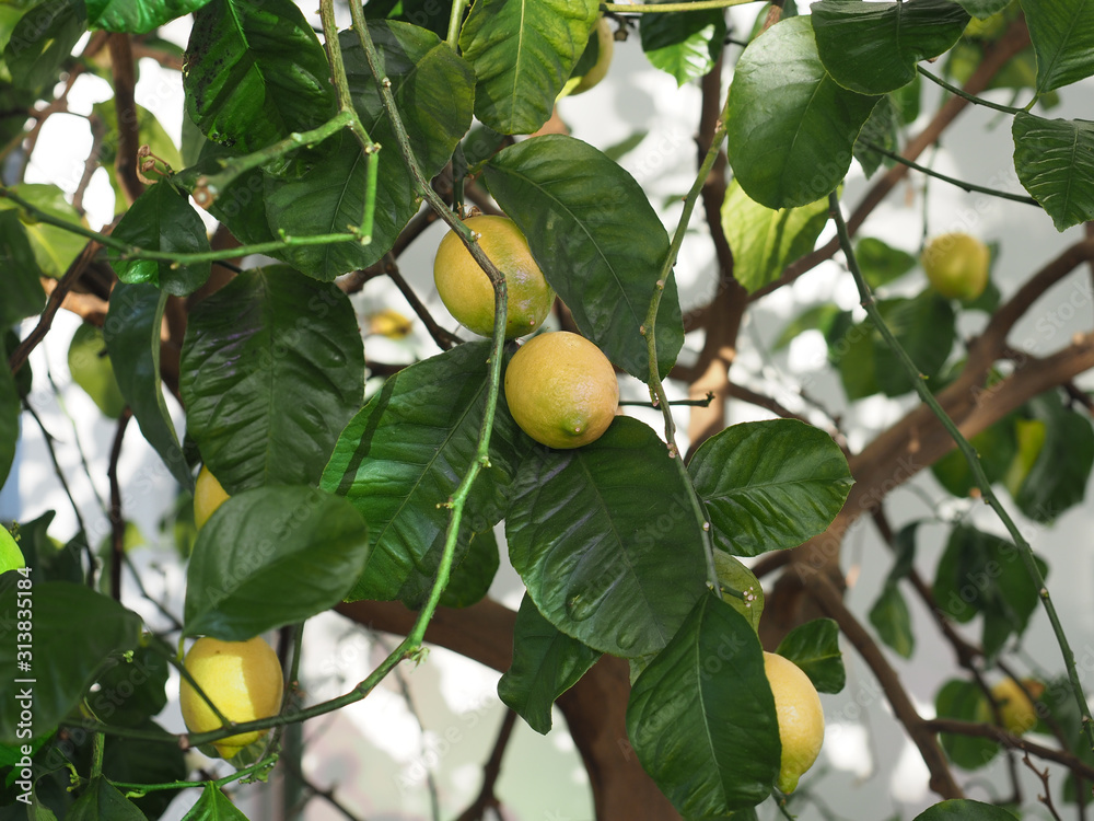lemon tree fruit lemon tree fruit