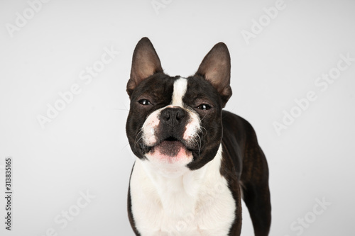 boston terrier dog on white background